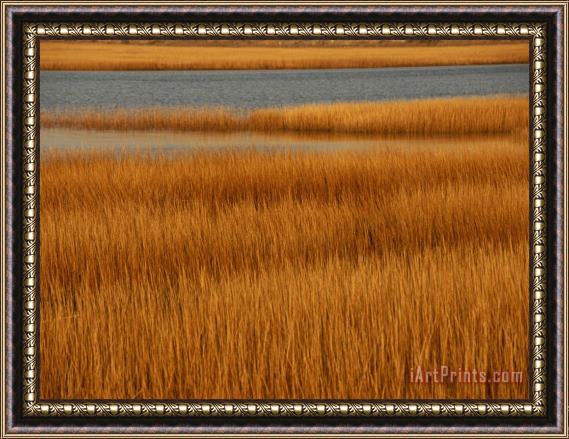 Raymond Gehman Salt Marsh with Cordgrass at Toms Cove on The Atlantic Ocean Framed Print