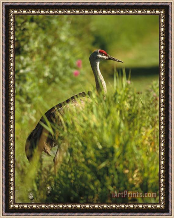 Raymond Gehman Sandhill Crane Grus Canadensis Stands Amid Tall Grasses Framed Painting