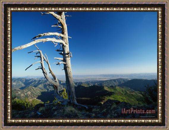 Raymond Gehman Scenic View of a Solitary Bristlecone Pine Tree Framed Print