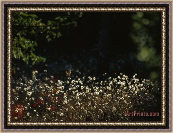 Raymond Gehman Seed Heads of Wildflowers in Autumn Sun Framed Print