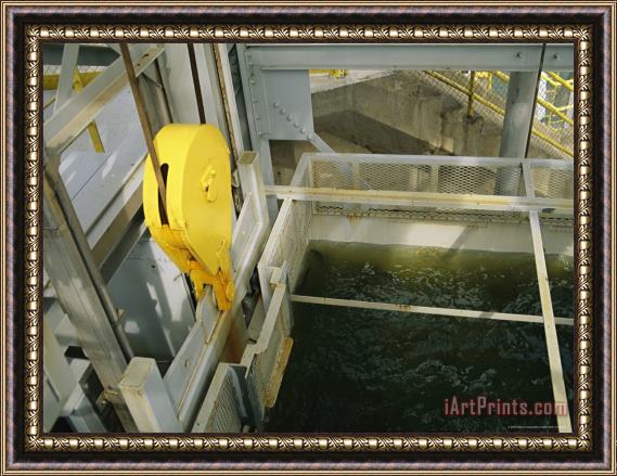 Raymond Gehman Shad Fish in The Holtwood Hydroelectric Dam Fish Lift Framed Print