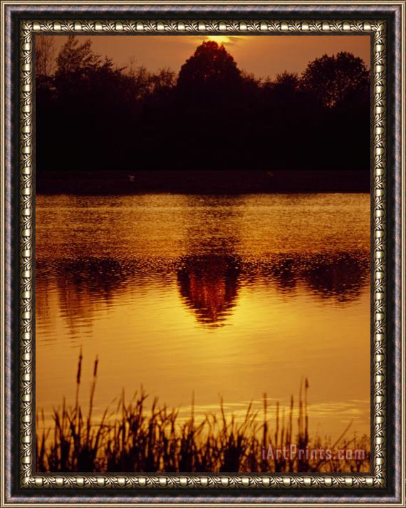 Raymond Gehman Silhouetted Cattails And Trees And Reflections in Lake at Sunset Framed Print