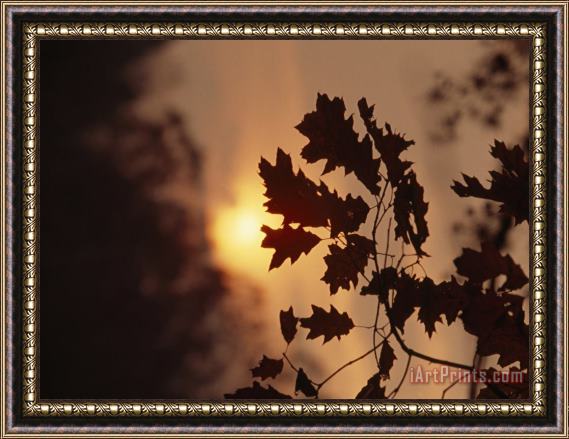 Raymond Gehman Silhouetted Oak Leaves at Sunset Framed Painting