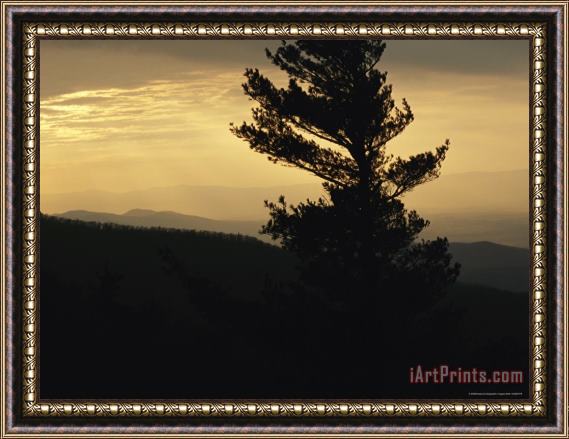 Raymond Gehman Silhouetted Pine Tree And Mountain Ridges at Sunset Framed Print
