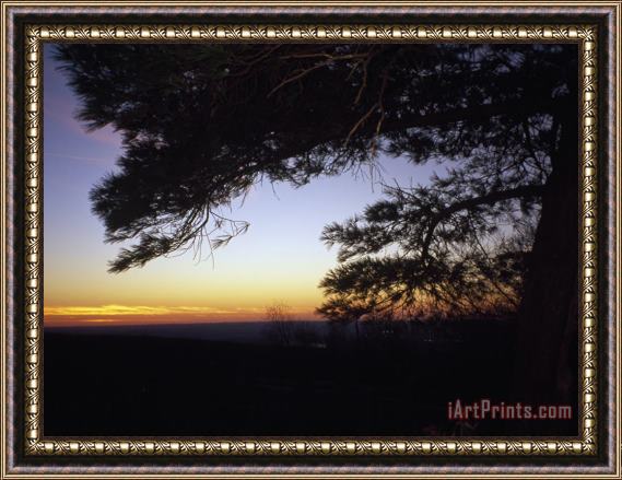 Raymond Gehman Silhouetted Pine Tree at Sunset Framed Painting