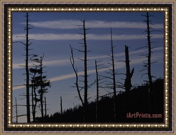 Raymond Gehman Silhouetted Remains of a Spruce Fir Forest on Clingman's Dome Framed Print