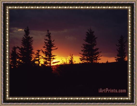 Raymond Gehman Silhouetted Spruce Trees at Sunset Framed Painting