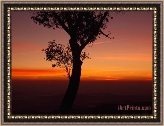 Raymond Gehman Silhouetted Tree And a Dramatic Sunrise Framed Print