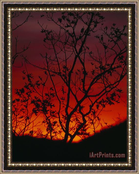 Raymond Gehman Silhouetted Tree And Blazing Sky at Sunset Over Blue Ridge Mountains Framed Painting