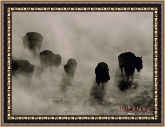 Raymond Gehman Silhouettes in The Mist American Bison Search for Food Midway Geyser Basin Yellowstone Wyoming Framed Painting