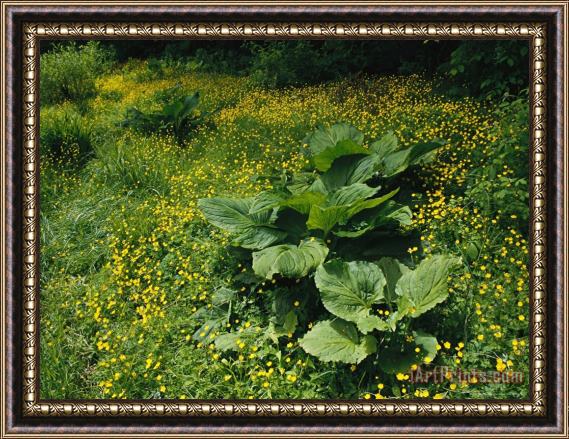 Raymond Gehman Skunk Cabbage Growing Among Yellow Buttercups Framed Print