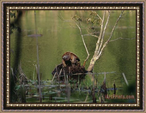 Raymond Gehman Snapping Turtle Crawling Up Onto a Mound of Earth in a Pond Framed Painting