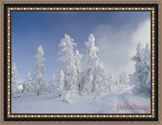 Raymond Gehman Snow Covered Trees West Thumb Geyser Basin Wyoming Framed Print