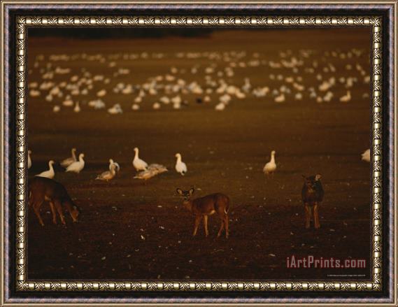 Raymond Gehman Snow Geese Settle in for The Evening Among Grazing White Tailed Deer Framed Print