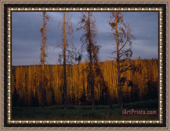 Raymond Gehman Soldier Straight Lodgepole Pines Catch Sunset's Glow Framed Painting