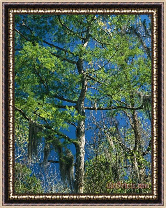 Raymond Gehman Spanish Moss Hangs From The Branches of a Tree Framed Painting