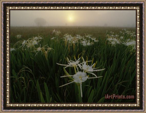 Raymond Gehman Spider Lilies Thriving on a Tallgrass Coastal Prairie Framed Painting