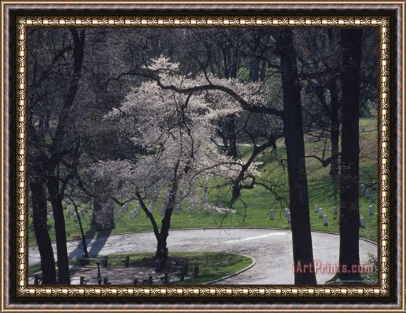 Raymond Gehman Springtime Blossoms Highlight Arlington National Cemetery Framed Painting