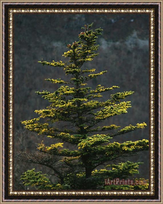 Raymond Gehman Spruce Tree Along Skyline Drive Framed Painting