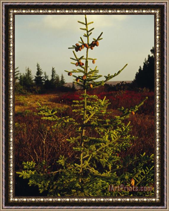 Raymond Gehman Spruce Tree with Cones Near The Top Framed Painting
