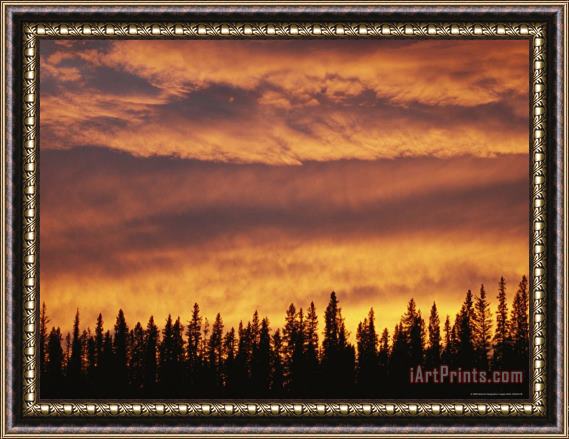 Raymond Gehman Spruce Trees Are Silhouetted by The Sunset Near The Mackenzie River Framed Painting