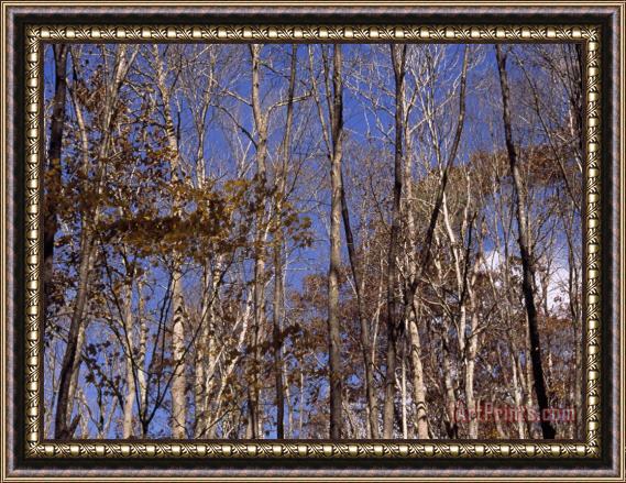 Raymond Gehman Stand of Partially Denuded Trees And Clear Blue Sky Framed Painting