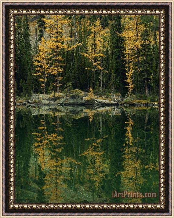 Raymond Gehman Subalpine Larches Displaying Fall Colors Are Reflected in Mary Lake Framed Print