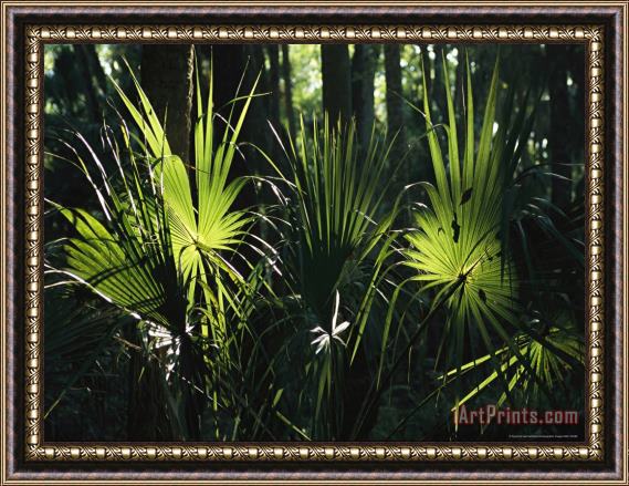 Raymond Gehman Sundappled Cabbage Palms Framed Painting