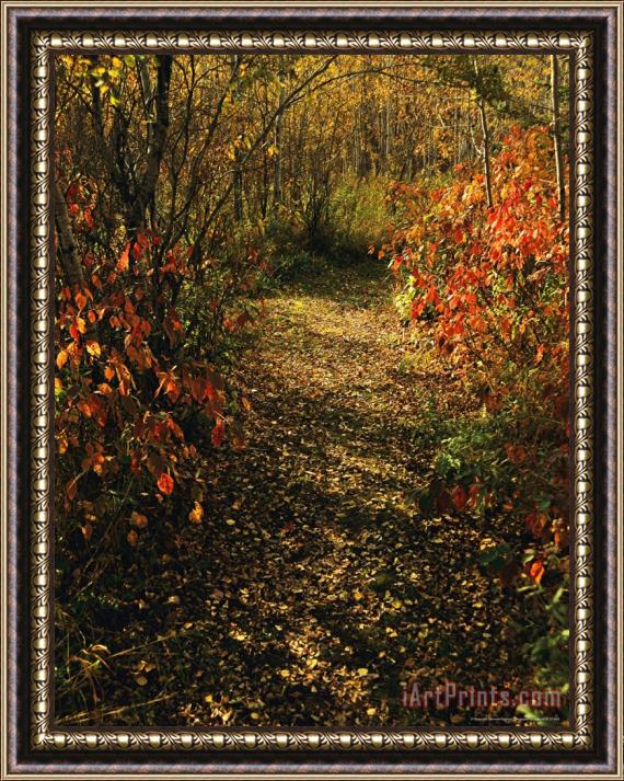 Raymond Gehman Sunlight Filters Onto a Path in Woods Framed Painting