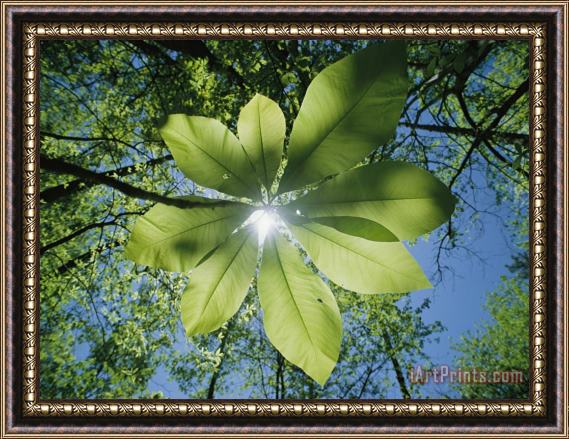 Raymond Gehman Sunlight Filters Through The Leaves of an Umbrella Tree Framed Painting