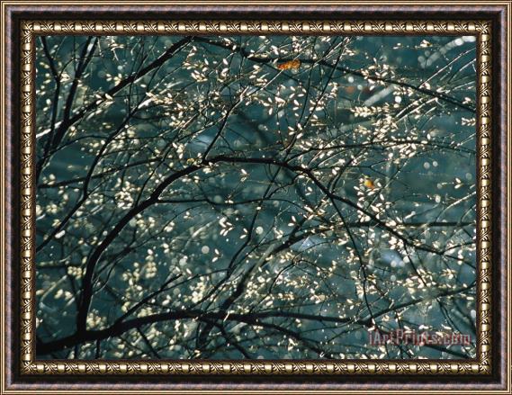 Raymond Gehman Sunlight Illuminates Tree Leaves Along Otter Lake Framed Print