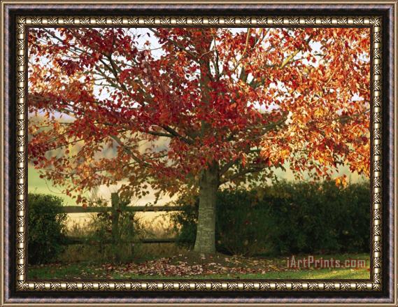 Raymond Gehman Sunlight on a Maple Tree in Fall Foliage Framed Print