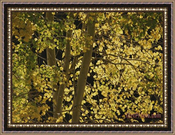 Raymond Gehman Sunlight on Aspen Leaves Targhee National Forest Palisades Idaho Framed Painting