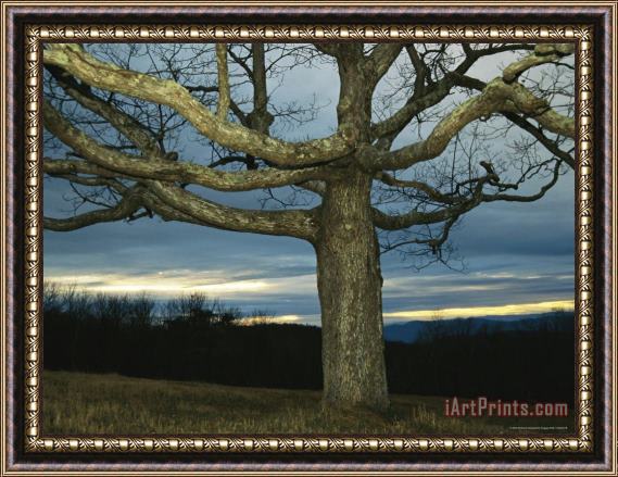 Raymond Gehman Sunset at Big Meadows with Bare Oak Tree Framed Print