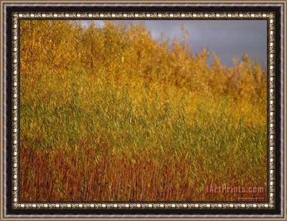 Raymond Gehman Sunset Illuminates The Autumn Colors of Willow Trees Framed Painting