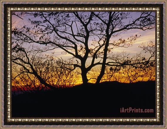 Raymond Gehman Sunset Through Silhouetted Trees Framed Print