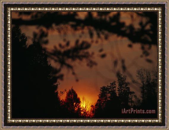 Raymond Gehman Sunset Through Trees at Daniel Boone National Forest Framed Print
