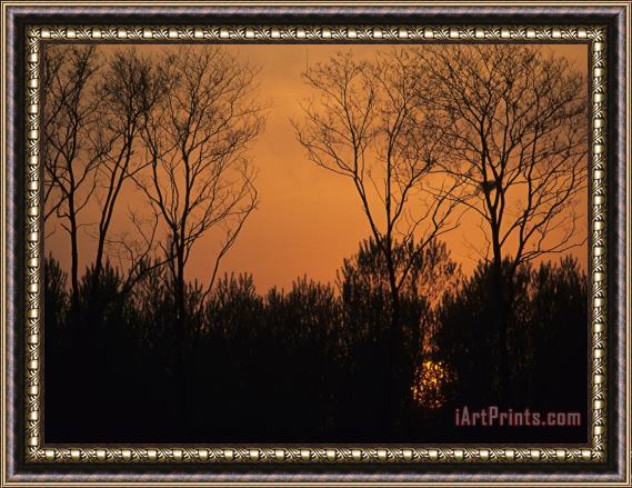 Raymond Gehman Sunset Through Trees by Bohai Sea Qinhuangdao Hebei Province Framed Print