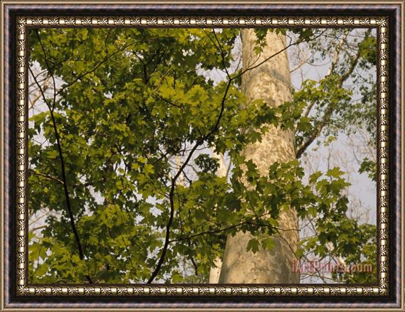 Raymond Gehman Sycamore Tree Branches And Tall Tree Trunk Framed Print