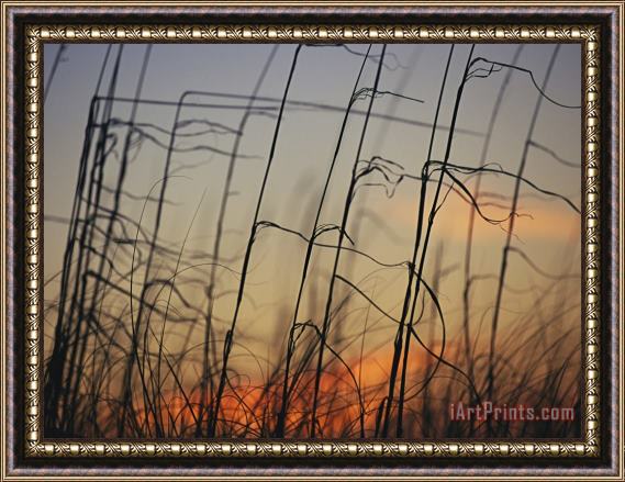 Raymond Gehman Tall Grasses Blowing in The Wind at Twilight Framed Painting