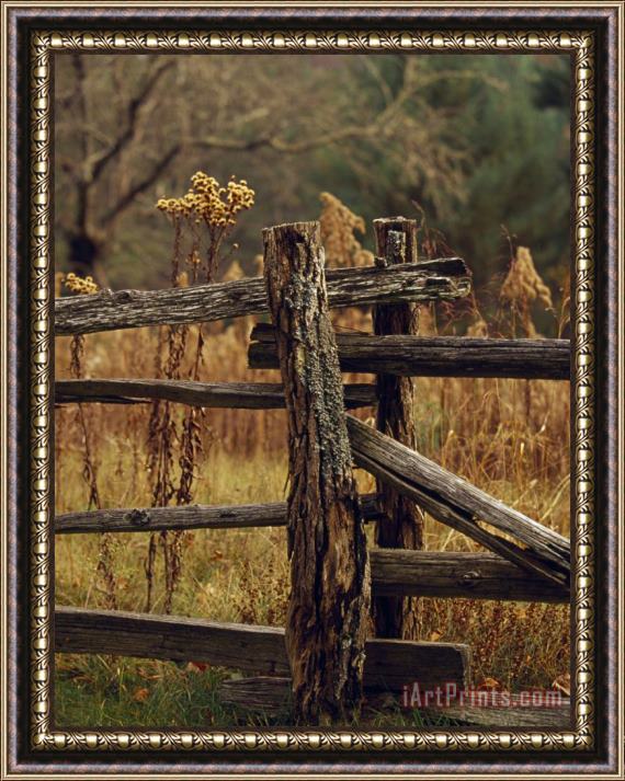 Raymond Gehman Tall Weeds in Autumn Brown Along a Split Rail Fence Framed Painting