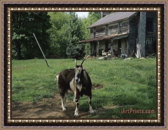 Raymond Gehman Tethered Goat Near an Old Homestead on a Farm Framed Painting