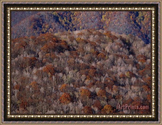 Raymond Gehman The Highlands of Roan Mountain in Cherokee National Forest Framed Painting
