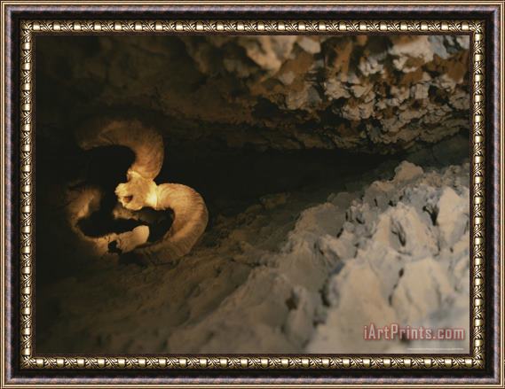 Raymond Gehman The Skull of a Dall's Sheep Wedged in an Igloo Cave Crevice Framed Painting