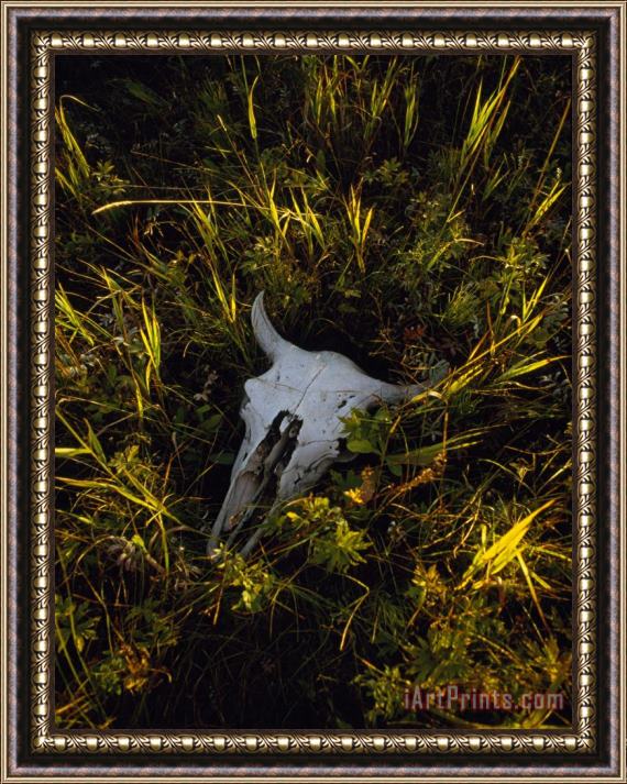 Raymond Gehman The Sun Glows on a Bleached Bison Skull Laying in The Grass Framed Painting