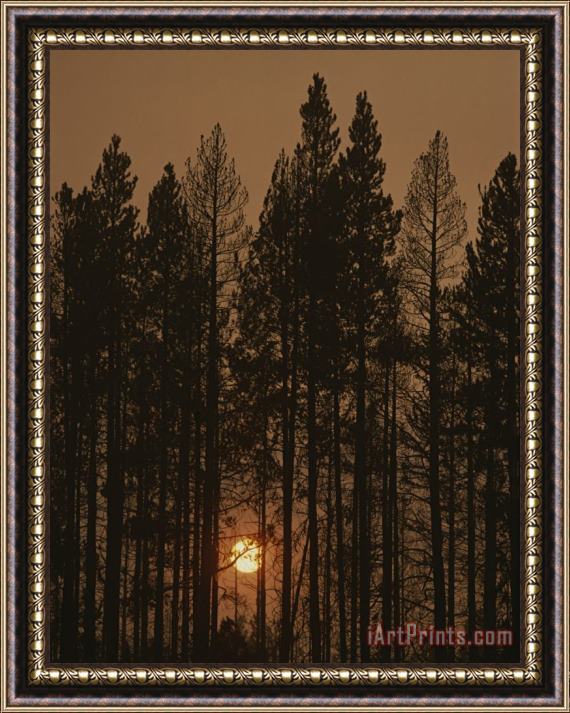 Raymond Gehman The Sun Sets Behind a Smoke Choked Wood of Lodgepole Pines Framed Print