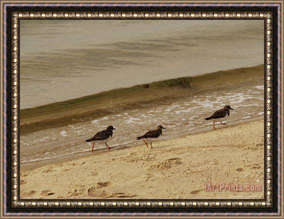 Raymond Gehman Three Sandpipers Walking at Surf's Edge Framed Painting