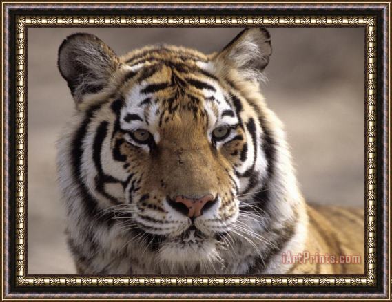 Raymond Gehman Tiger Qinhuangdao Zoo Hebei Province China Framed Print