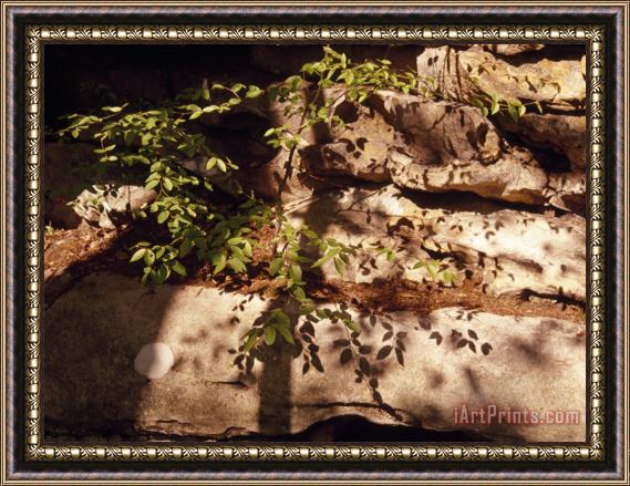 Raymond Gehman Tree Branch Casting a Shadow Over a Light Colored Boulder Framed Print