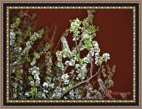 Raymond Gehman Tree in Full Bloom in San Francisco Park Framed Painting